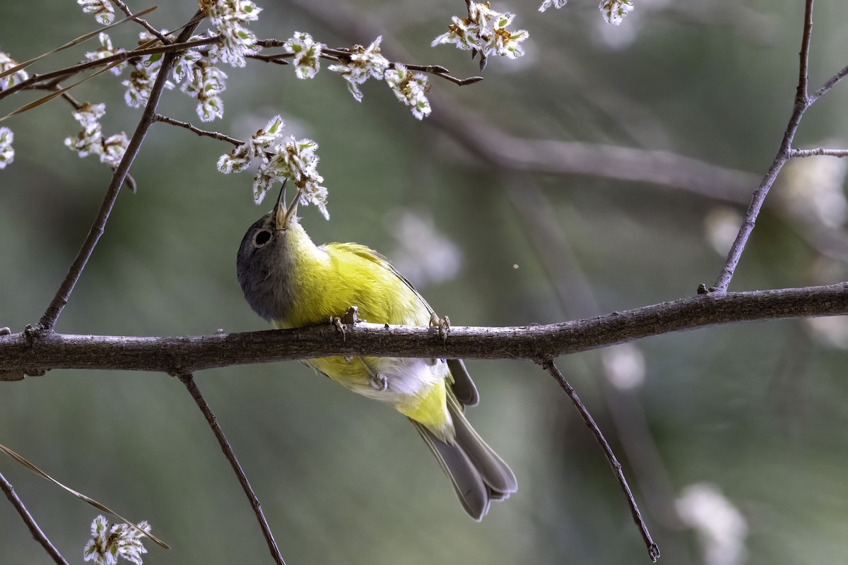 Nashville Warbler (ridgwayi) - ML539094891
