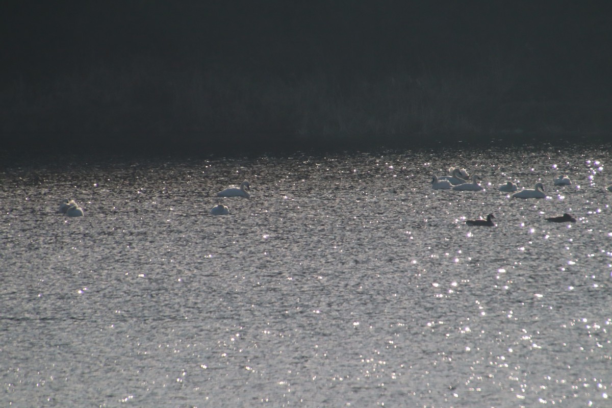 Tundra Swan - ML539094951