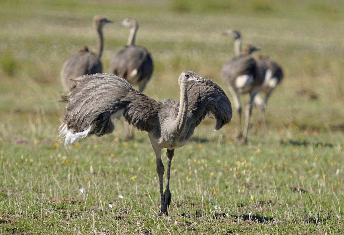 Greater Rhea - ML539095091