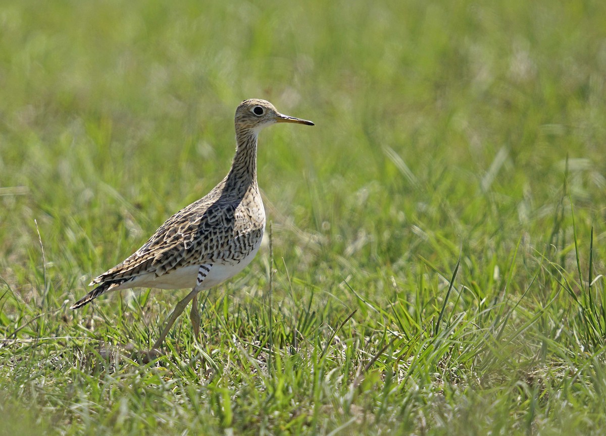 Upland Sandpiper - ML539095311