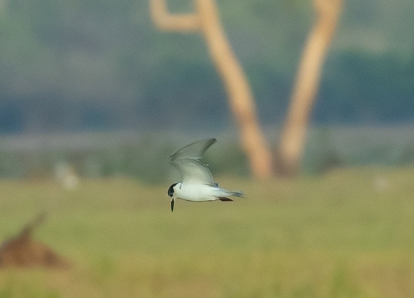 Whiskered Tern - ML539095361