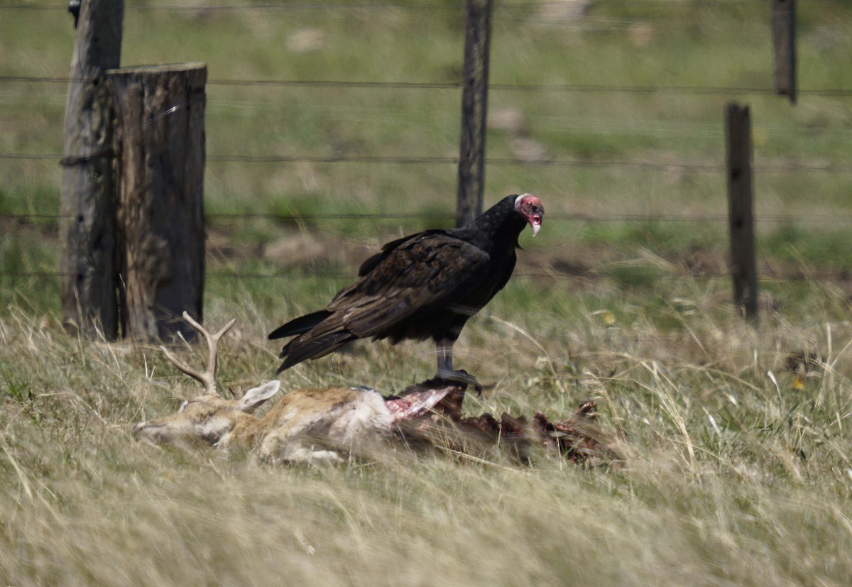 Turkey Vulture - ML539095461