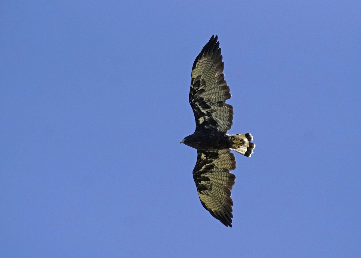 Weißschwanzbussard - ML539095561