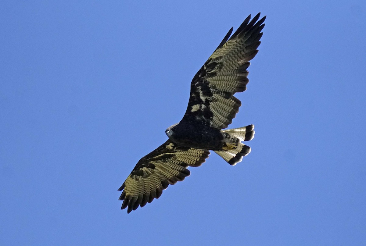 White-tailed Hawk - ML539095571