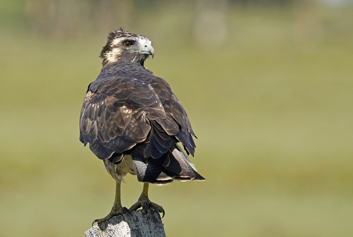 White-tailed Hawk - ML539095581