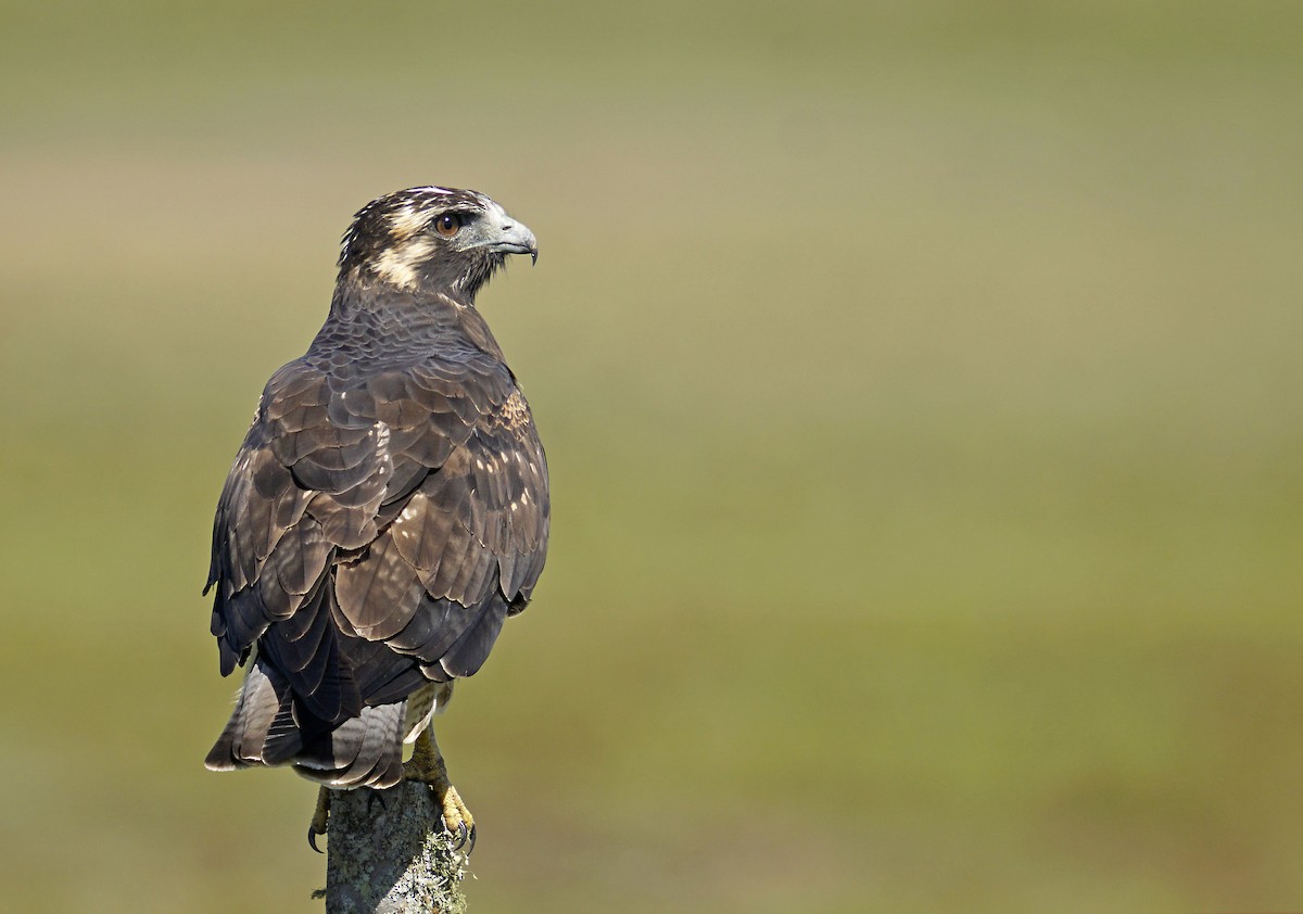 White-tailed Hawk - ML539095591