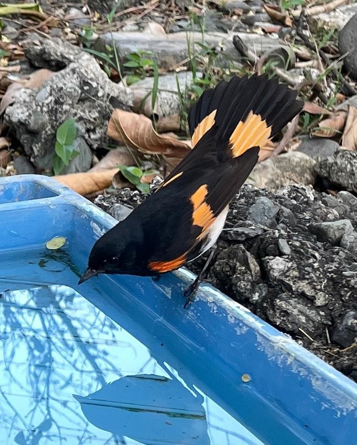American Redstart - ML539096271