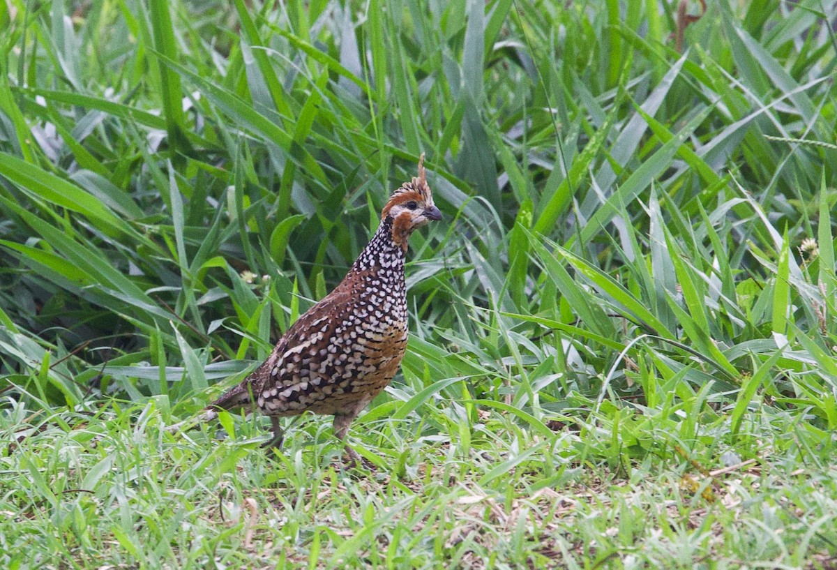 Colin huppé - ML539097031