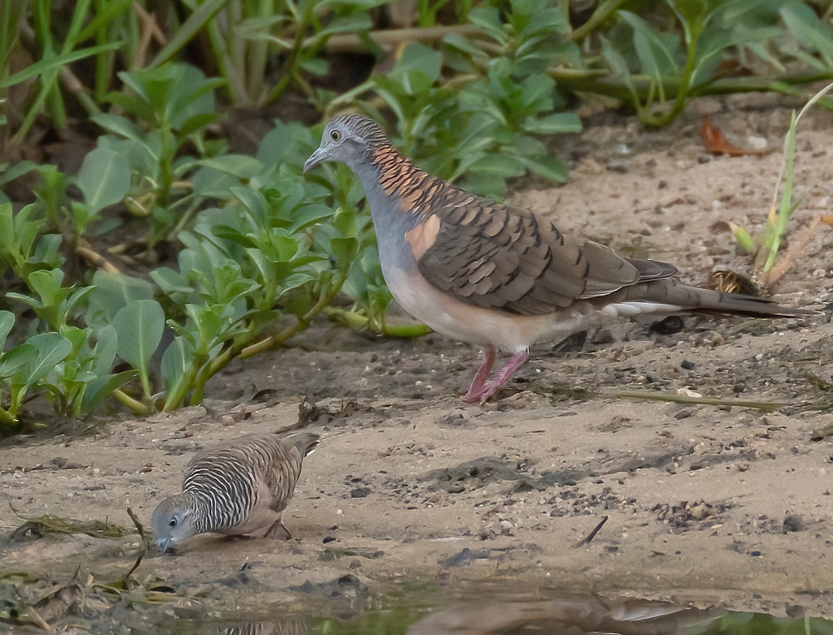 Bar-shouldered Dove - Robert Bochenek