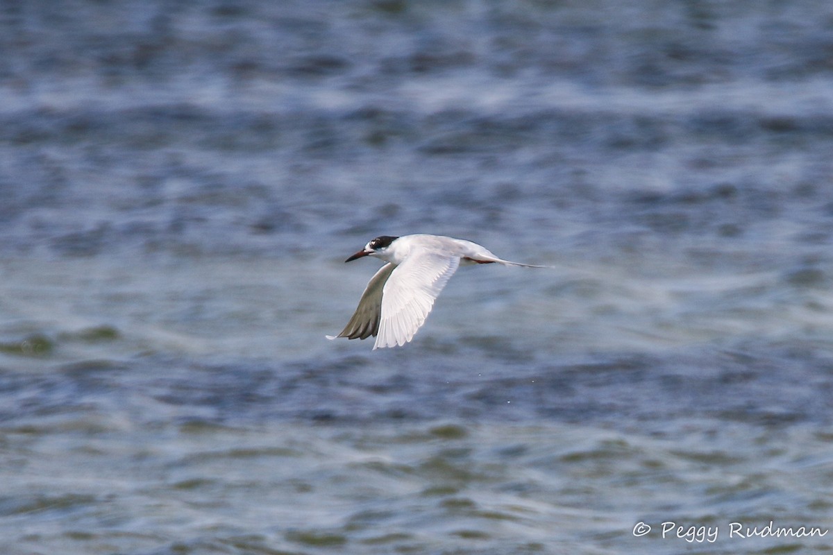 Forster's Tern - ML53909801