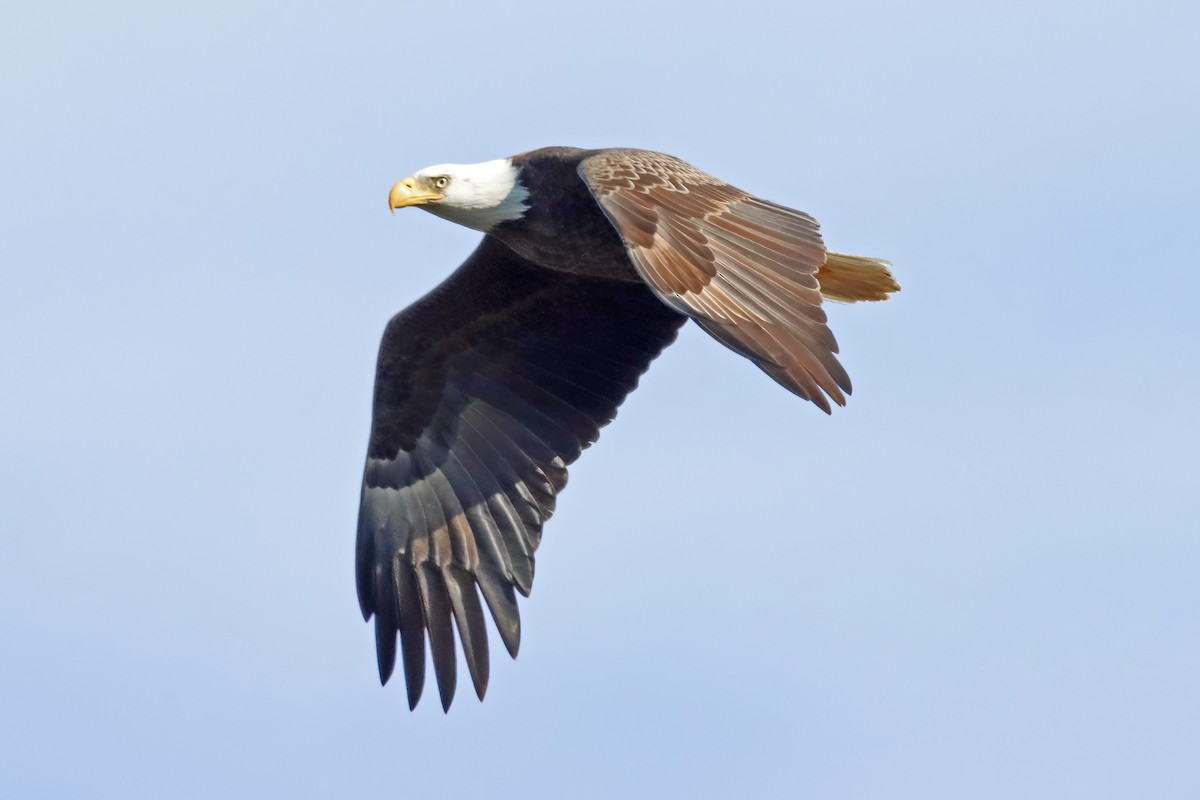 Bald Eagle - ML539098701