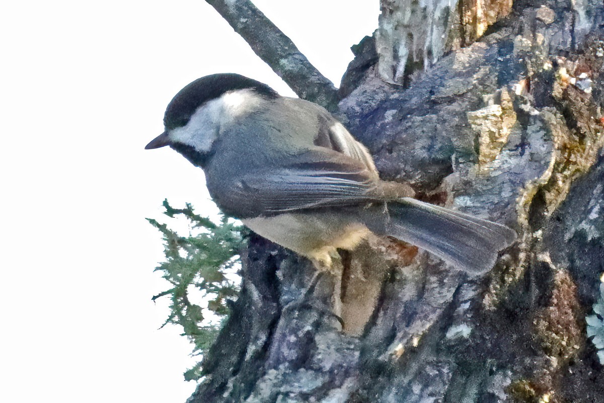 Carolina Chickadee - ML539099041