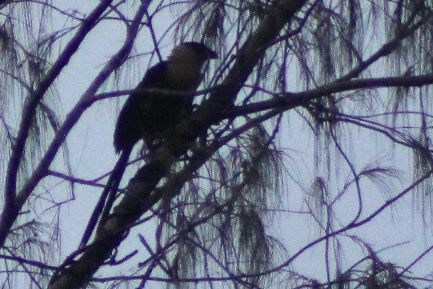 Pied Coucal - ML539099671