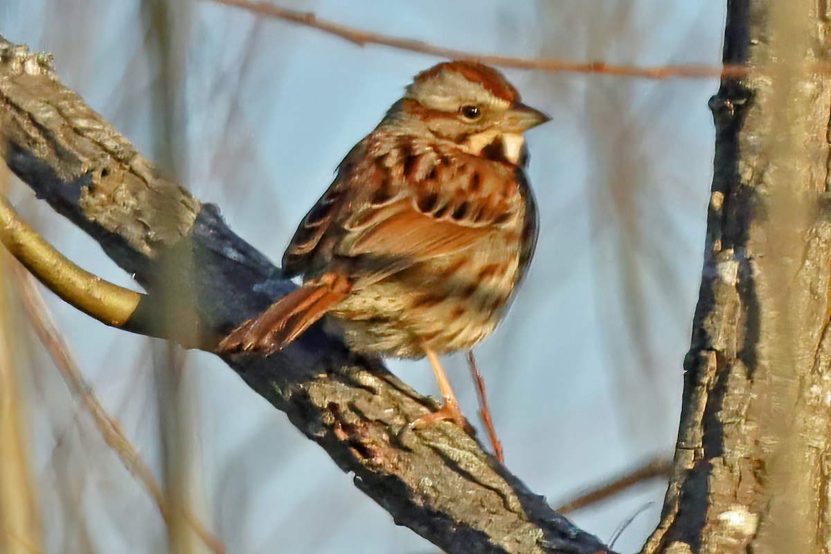 Song Sparrow - ML539100221