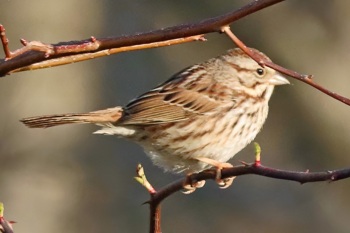 Song Sparrow - ML539100241