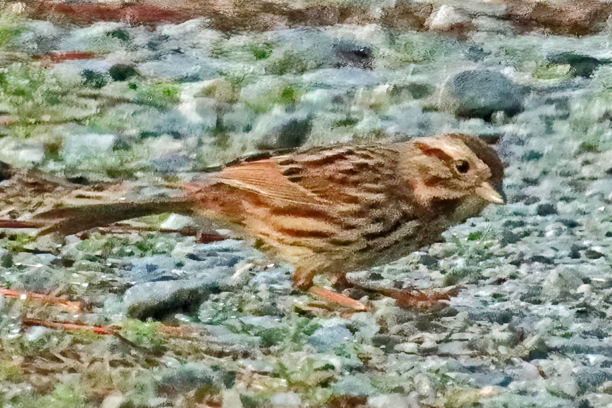 Song Sparrow - ML539100311