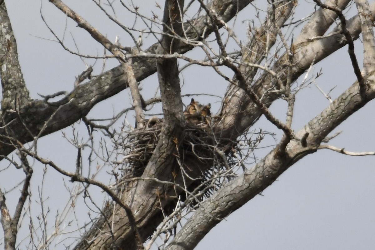 Great Horned Owl - ML539100441