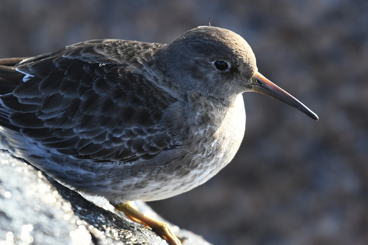 Purple Sandpiper - Tim Healy