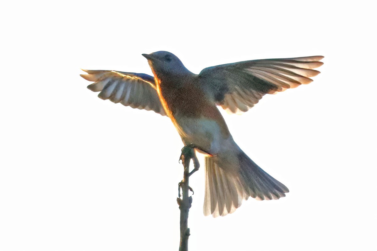 Eastern Bluebird - ML539102431