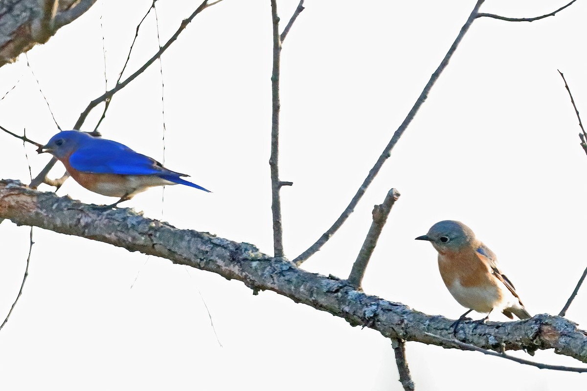 Eastern Bluebird - ML539102451