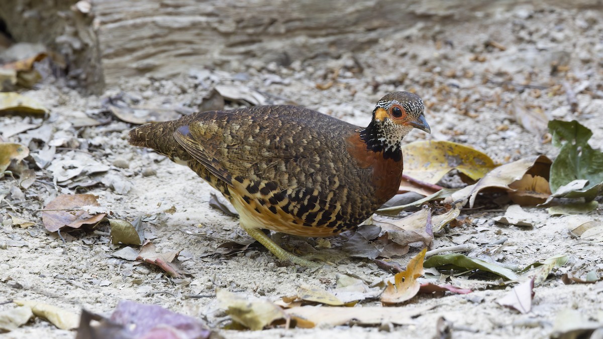 Chestnut-necklaced Partridge - Kenneth Cheong
