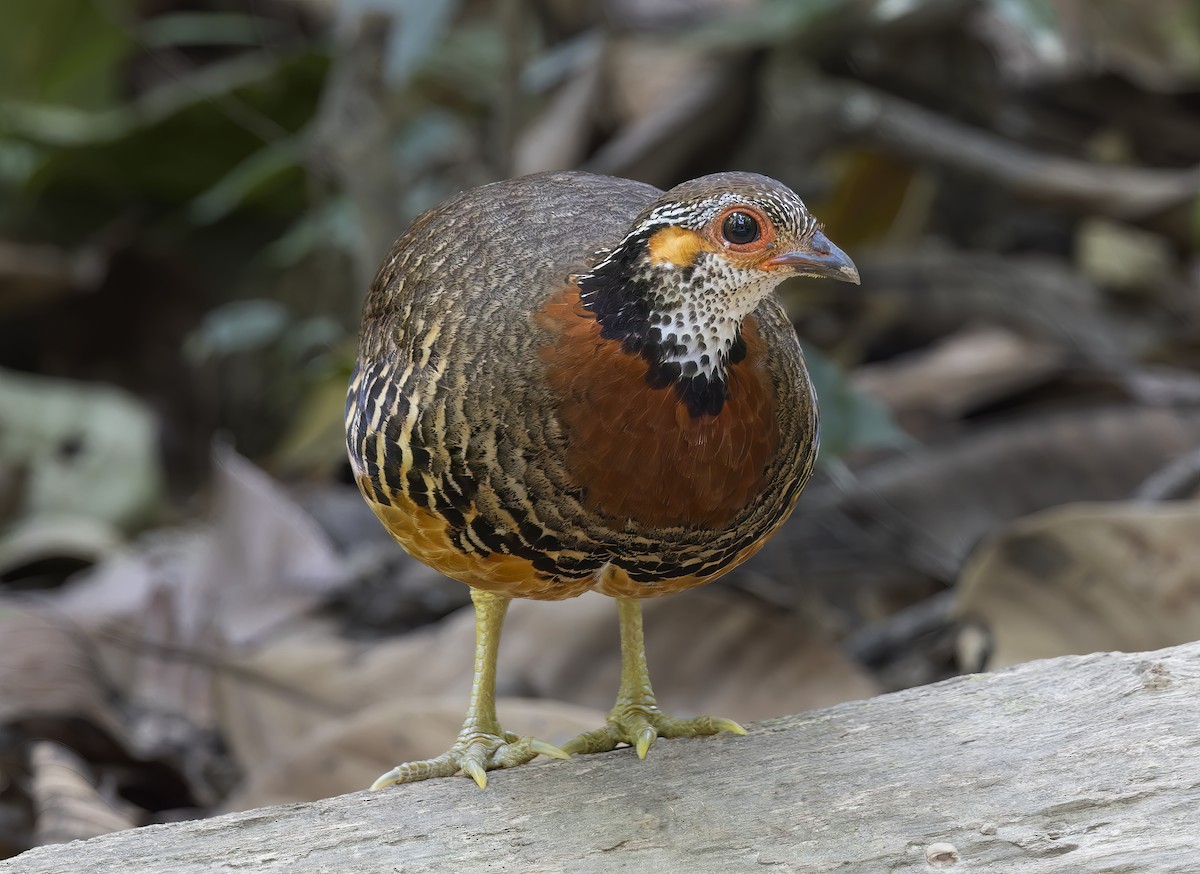 Chestnut-necklaced Partridge - Kenneth Cheong