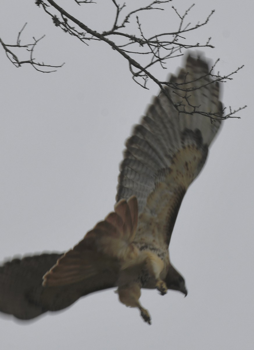 Red-tailed Hawk - ML539102941