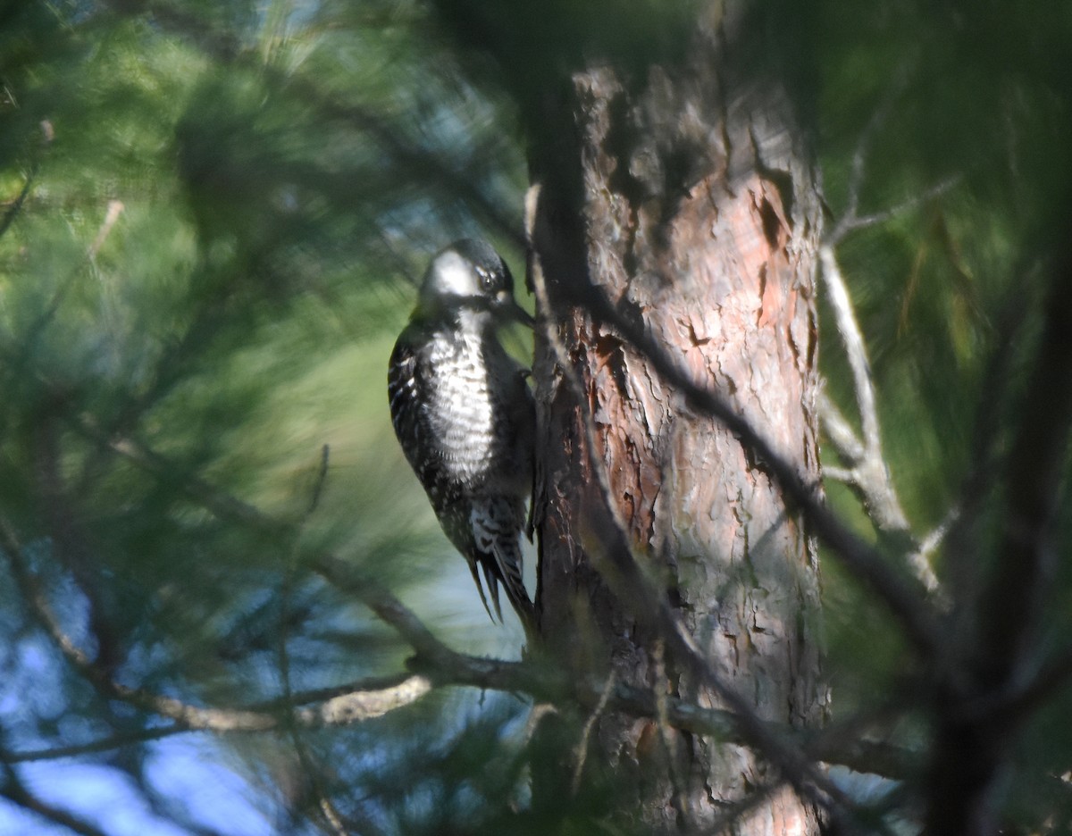 Red-cockaded Woodpecker - ML539103191