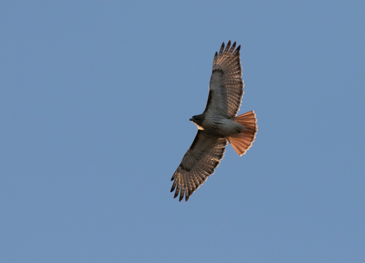 Red-tailed Hawk - ML539103211