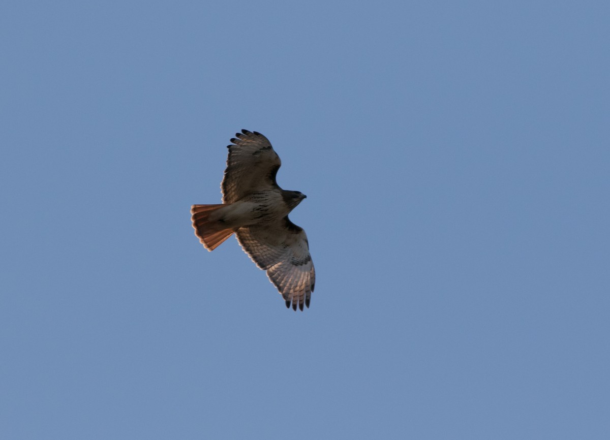 Red-tailed Hawk - ML539103231