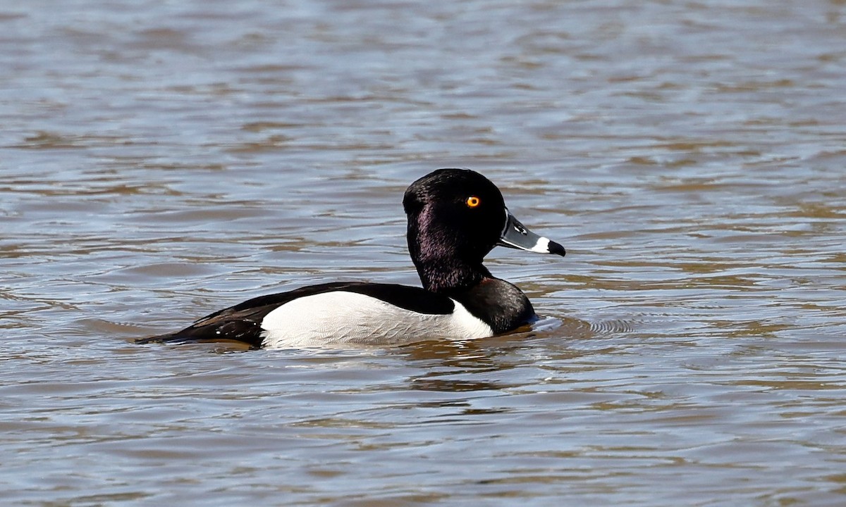 Ring-necked Duck - ML539104111