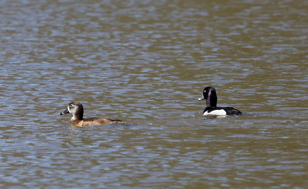 Ring-necked Duck - ML539104131