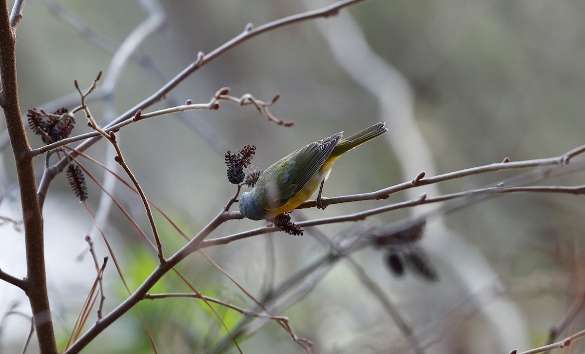 Nashville Warbler - ML539104701
