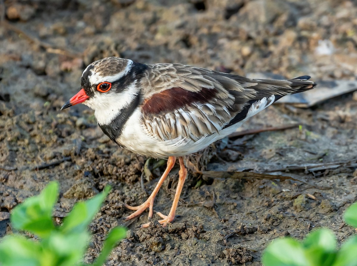 Black-fronted Dotterel - ML539105001