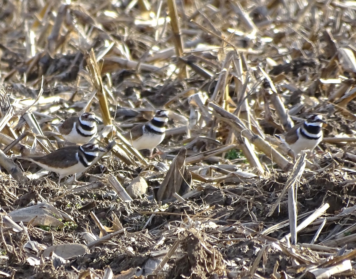 Killdeer - Su Snyder