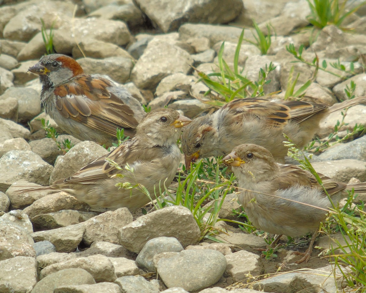 House Sparrow - ML539105361