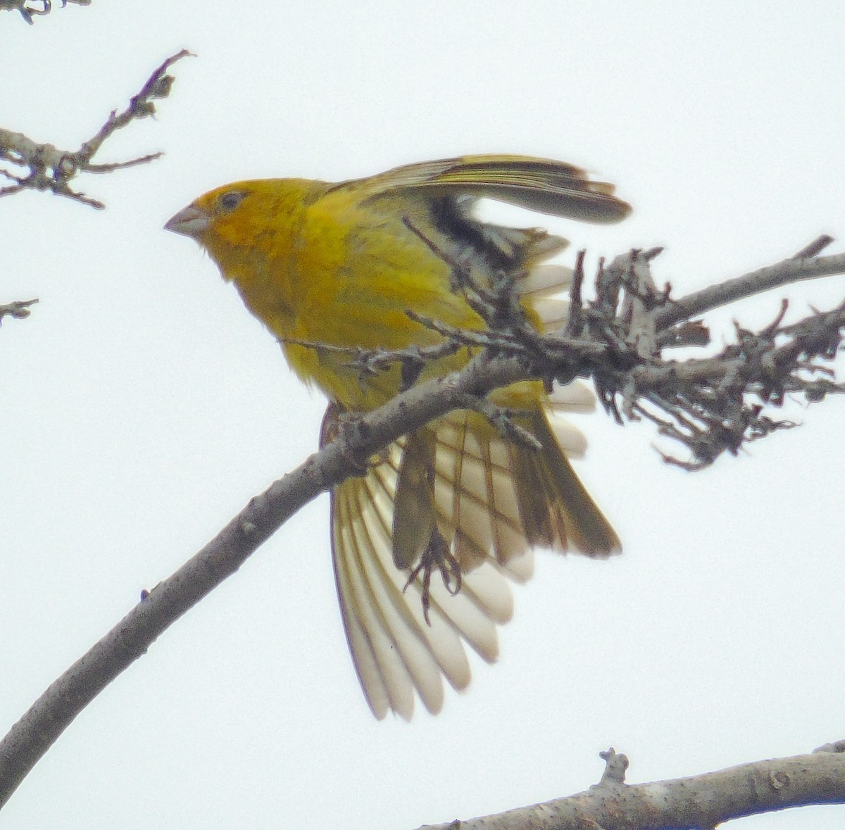 Saffron Finch - ML539105471