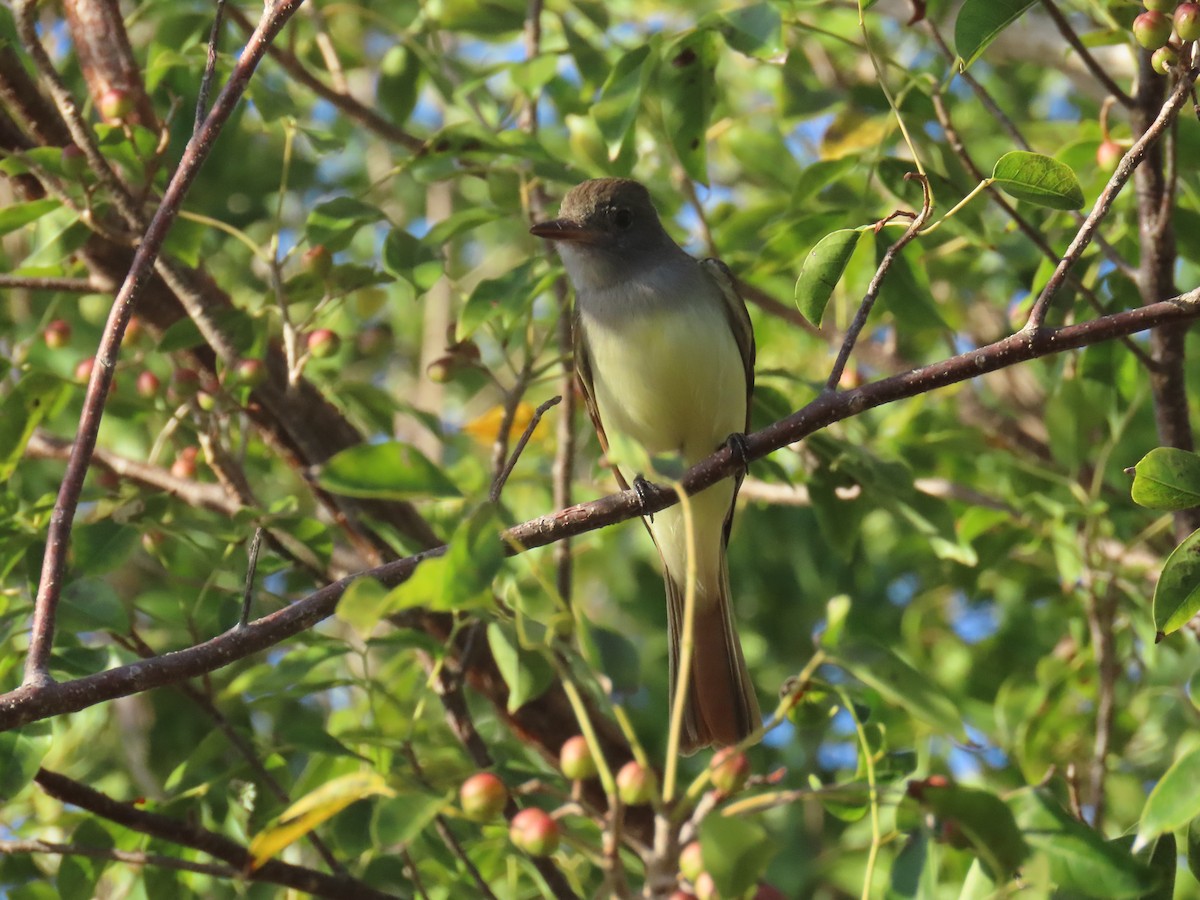 Great Crested Flycatcher - ML539106201