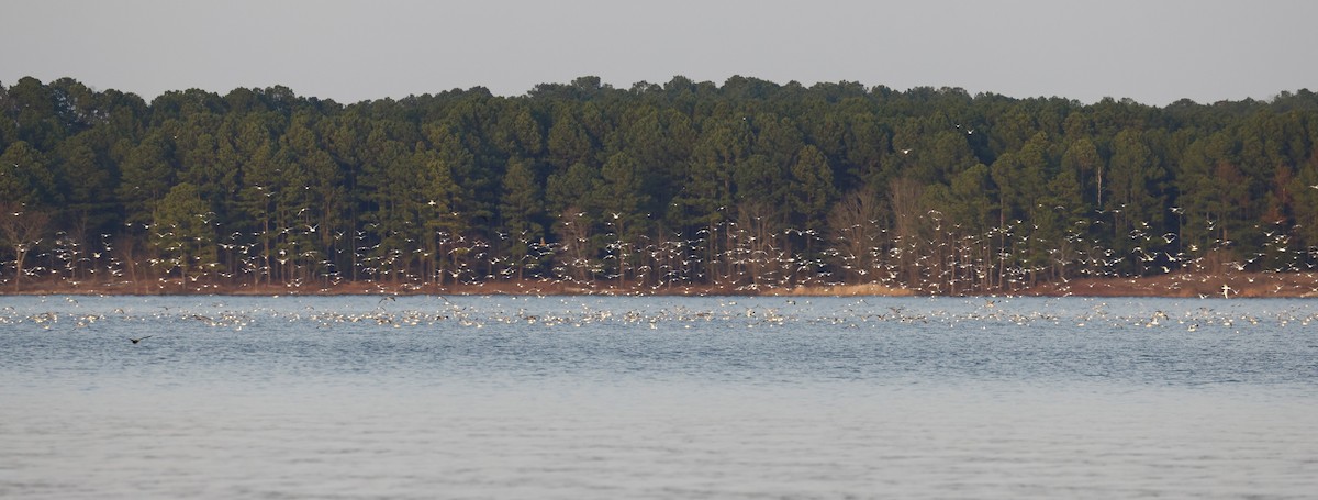 Ring-billed Gull - ML539106321