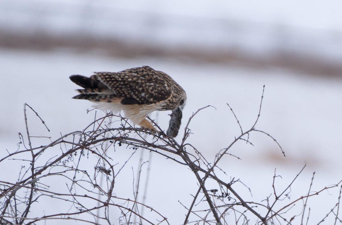 Short-eared Owl - Jeff  Bahls