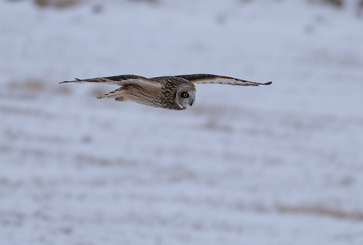 Short-eared Owl - Jeff  Bahls