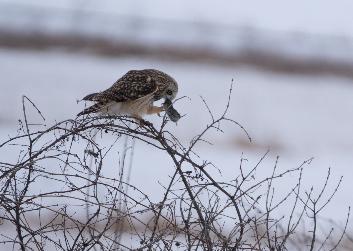 Short-eared Owl - Jeff  Bahls