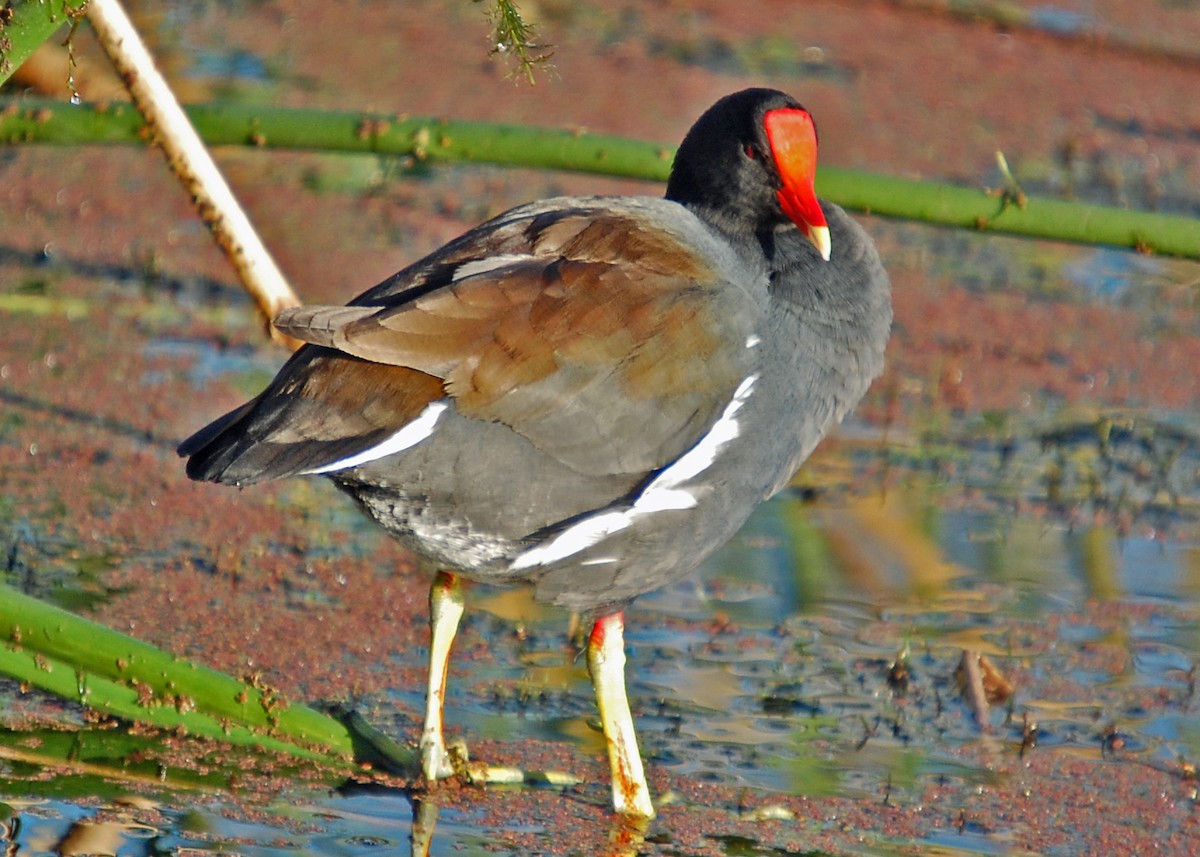 Gallinule d'Amérique - ML539106901