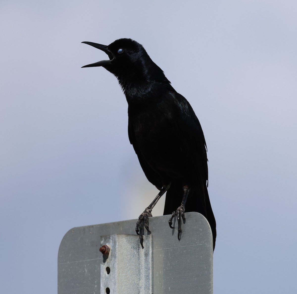 Boat-tailed Grackle - ML539106911