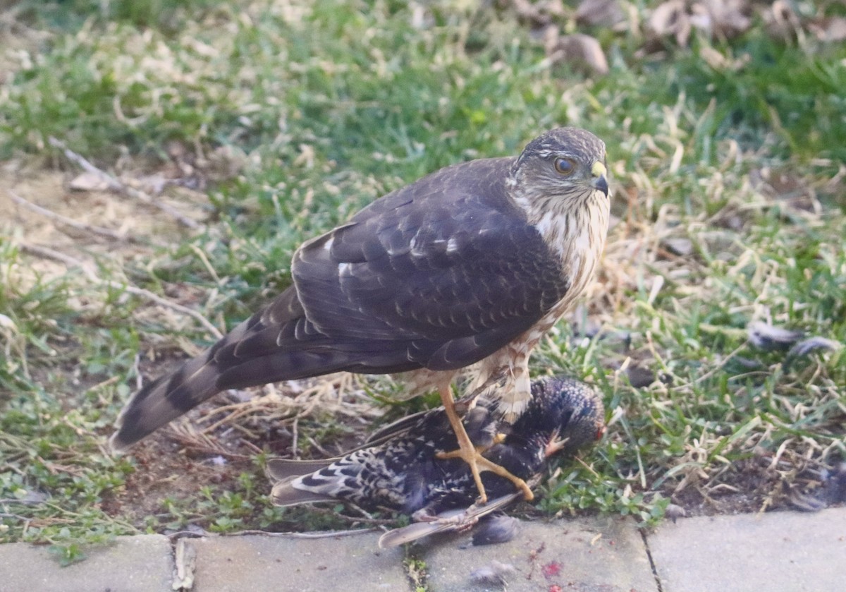 Sharp-shinned Hawk - ML539107291