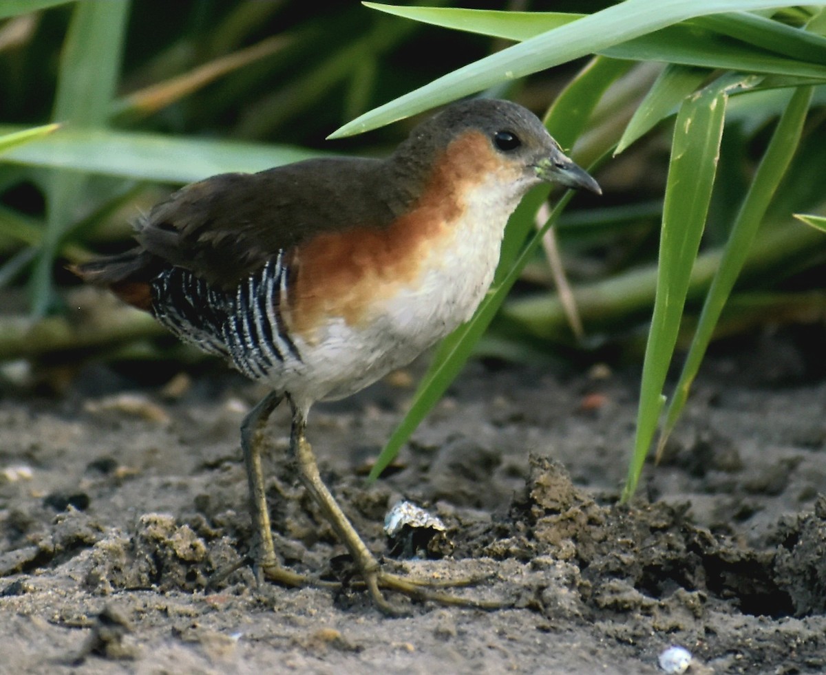 Rufous-sided Crake - ML539107721