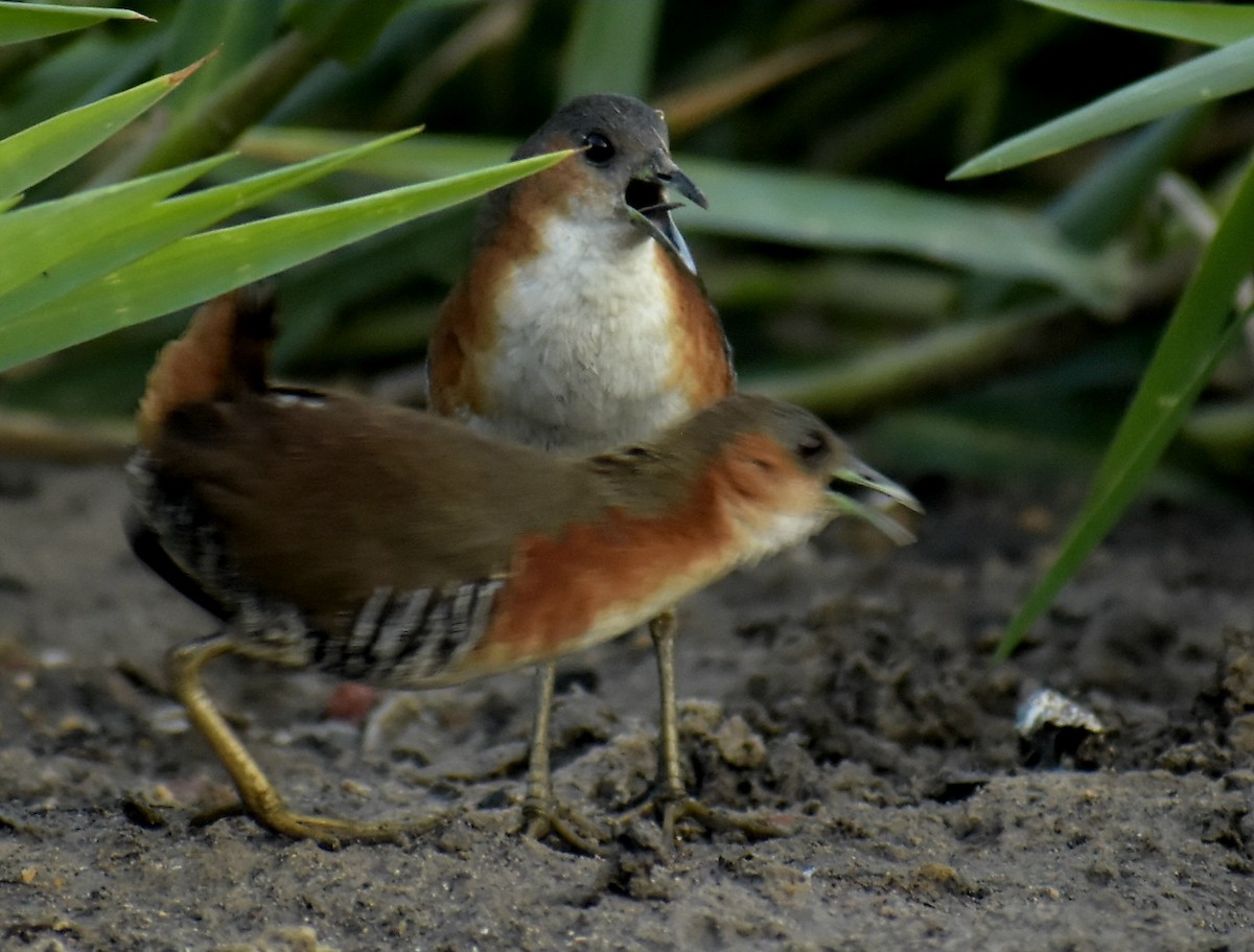 Rufous-sided Crake - Bruno Bareiro