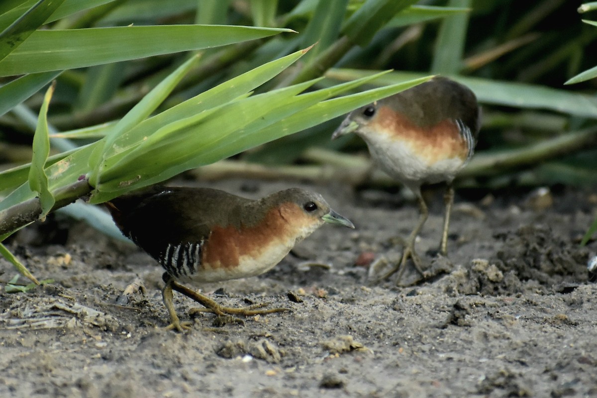 ノドジロコビトクイナ - ML539107751