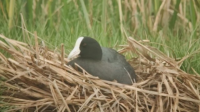 Hawaiian Coot (White-shielded) - ML539108411