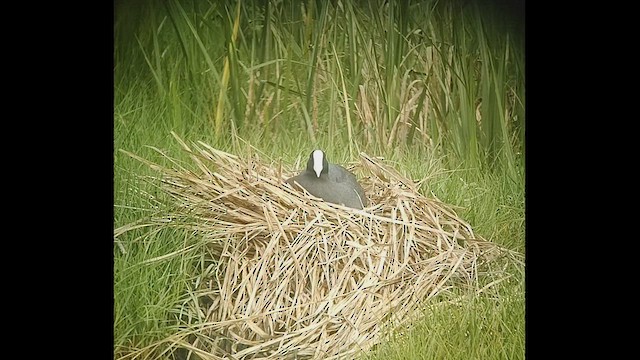 Hawaiian Coot (White-shielded) - ML539108491